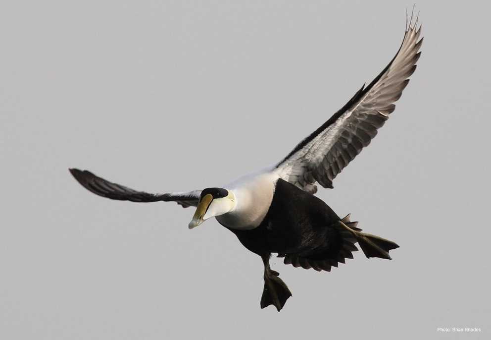 Common Eider Image